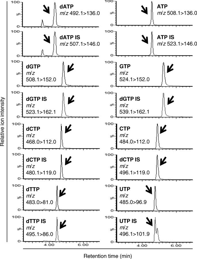 MS/MS chromatograms of the analytes and their internal standards (IS) in the extract from Molm-13 cells