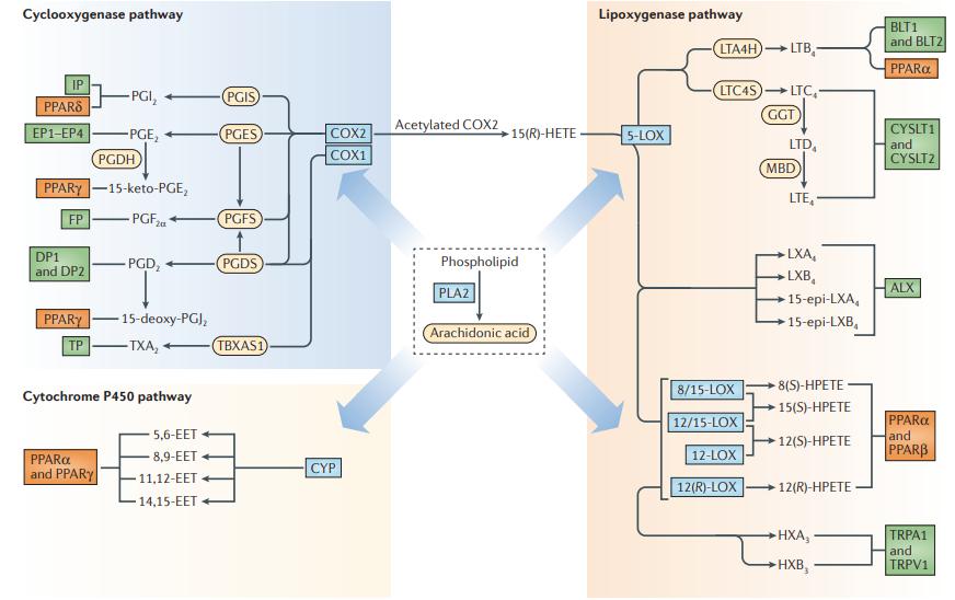 Eicosanoid biosynthesis and receptor signalling