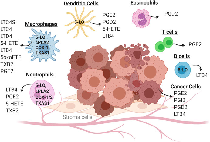 Cell-specific production of eicosanoids in the tumor microenvironment