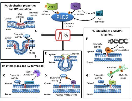 Phospholipase D and phosphatidic acid play roles in the formation of multivesicular bodies (MVBs) and their movement to the cell membrane during the process of exosome biogenesis within cells.