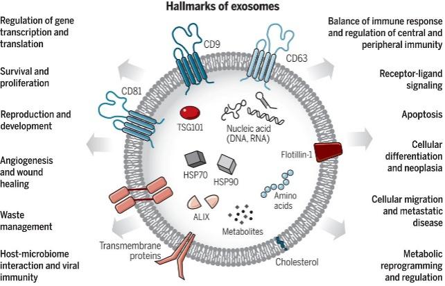 Figure 1. Exosomes: A cell-to-cell transit system in the human body with pleiotropic functions