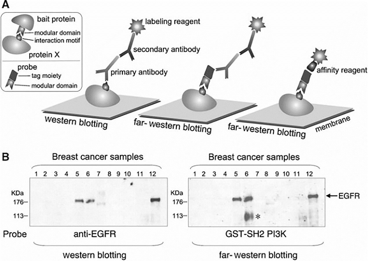 Far-Western Blot Analysis Service