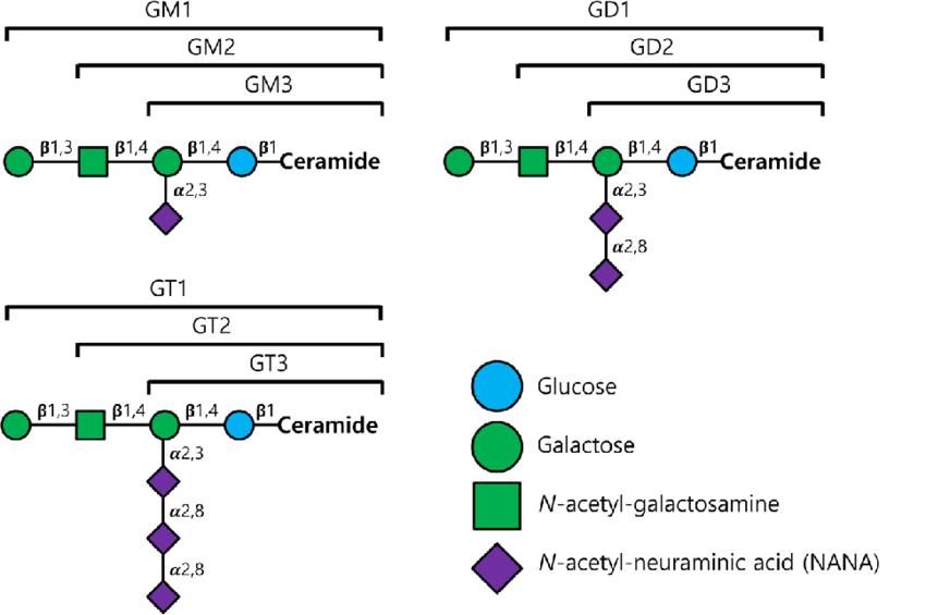 Gangliosides: Structure, Functions, and Analytical Methods