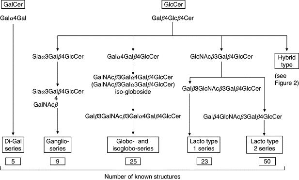 Five series (di-Gal, ganglio, globo, lacto type 1, and lacto type 2) of glycosphingolipids (GSLs), with different core structures