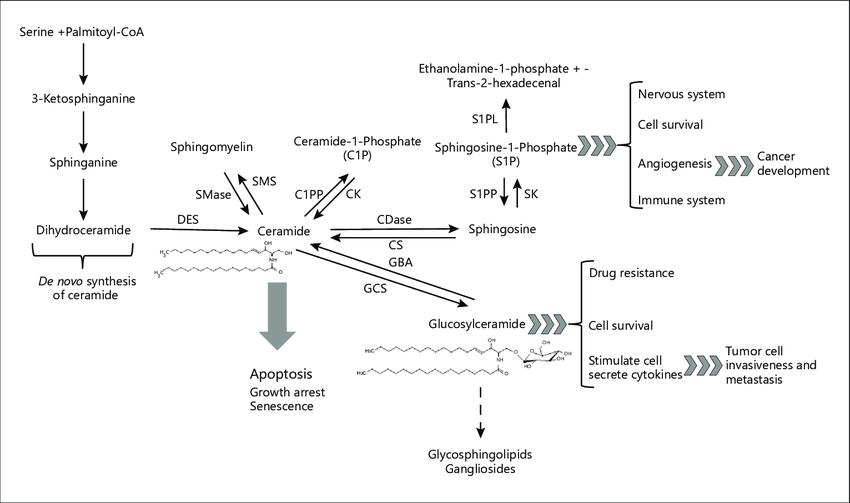 Regulation and Metabolism of Glucosylceramide