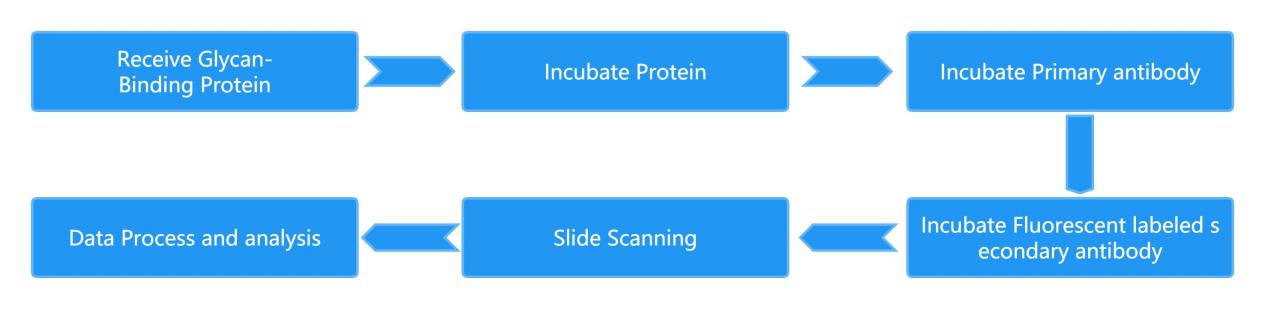 Our Glycan Microarrays Analysis Process