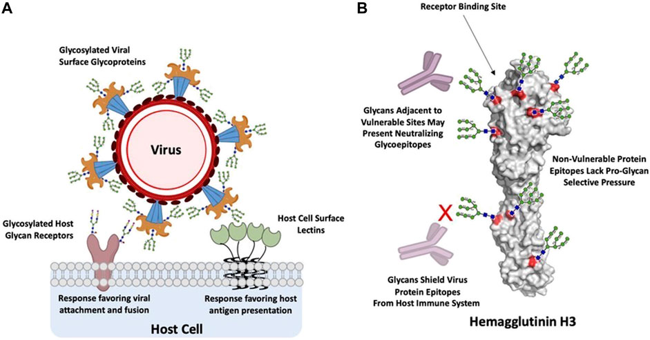 Glycan interactions between host and virus