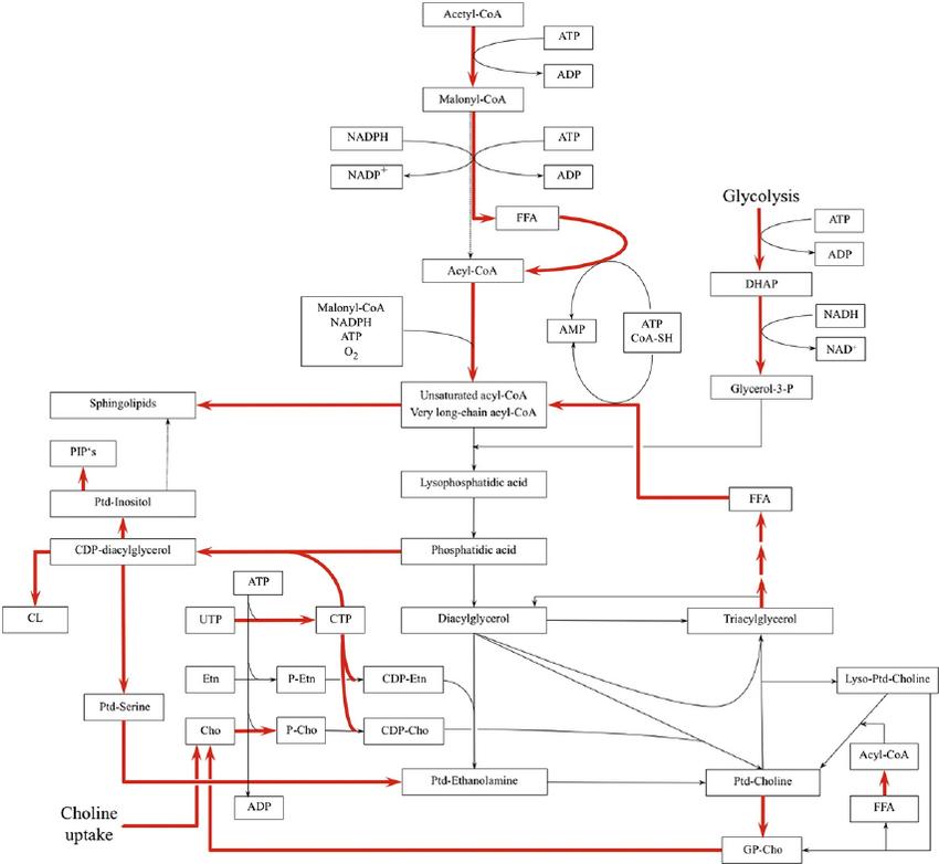 Glycerolipids: Structure, Synthesis, Function and Analytical Techniques