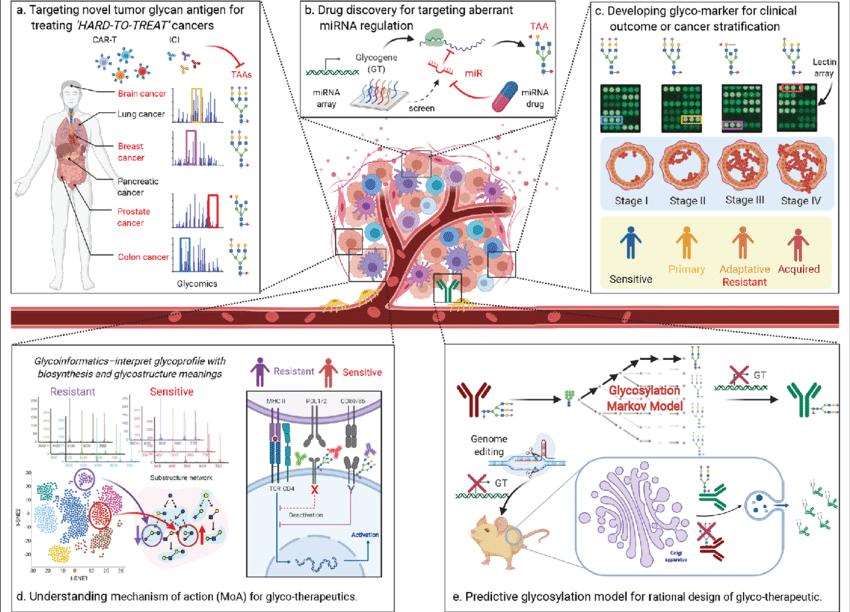 Glycobiology and Glycomics