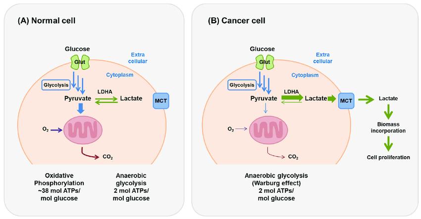 Differences in glycolysis pathways between normal cells and cancer cells