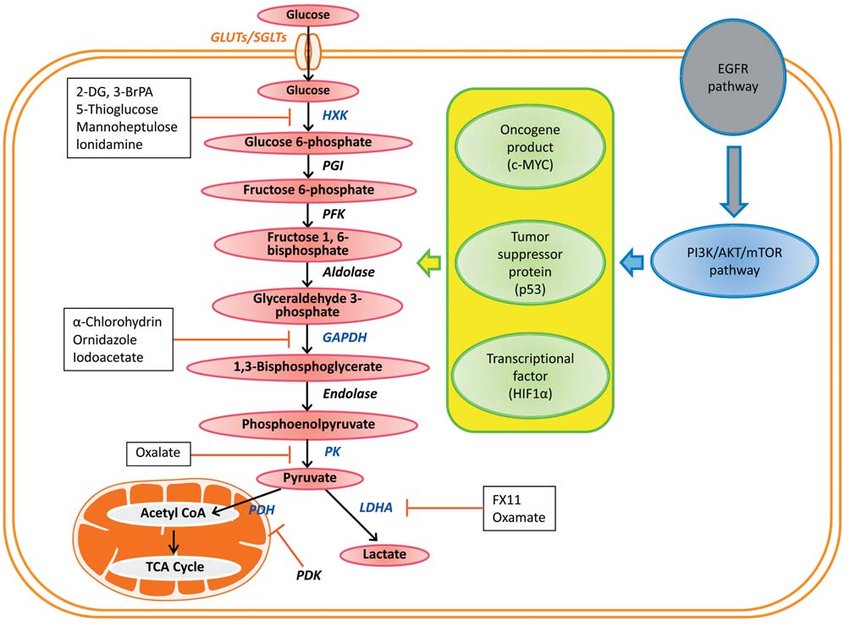 Schematic representation of the relationships between the glycolysis pathway and signaling pathways, oncogenes, tumor suppressor genes and transcription factors