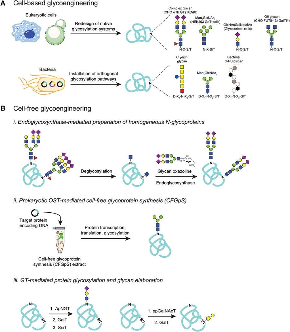 Glycomics in Biomanufacturing