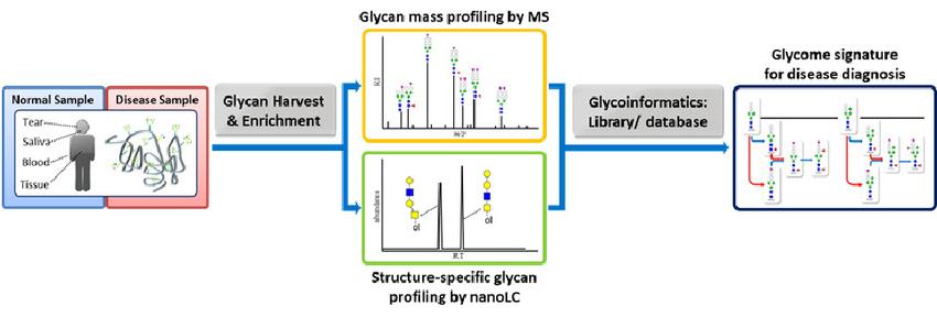 Biomarker discovery platform using glycomics approach