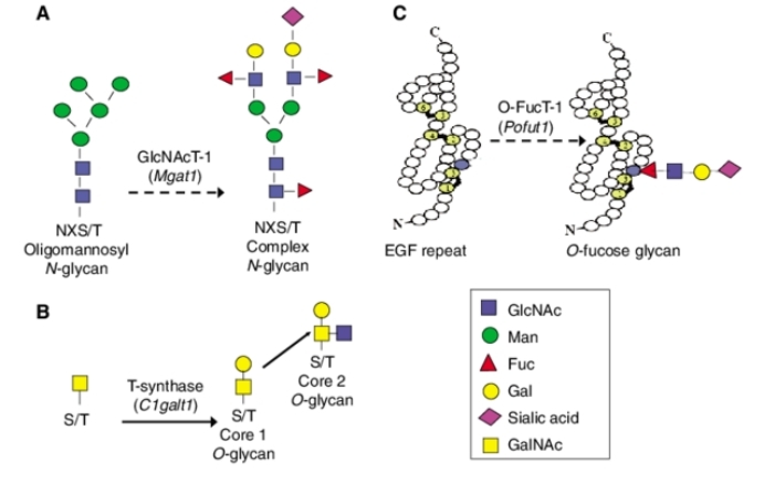 Mammalian glycan structures