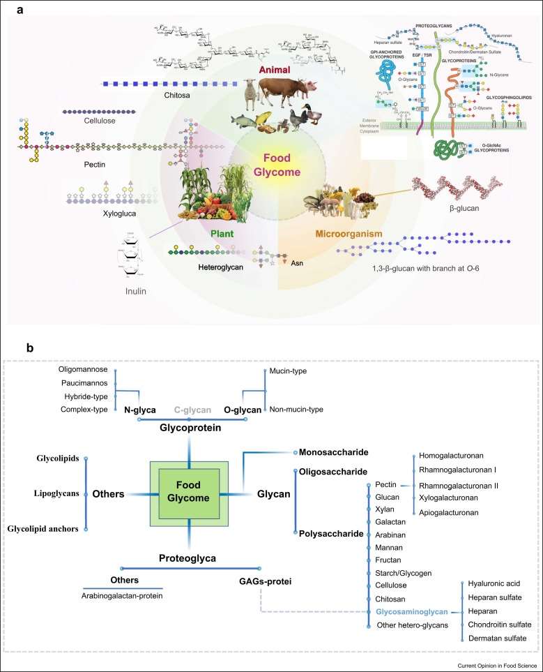 Glycomics in Food Science and Nutrition