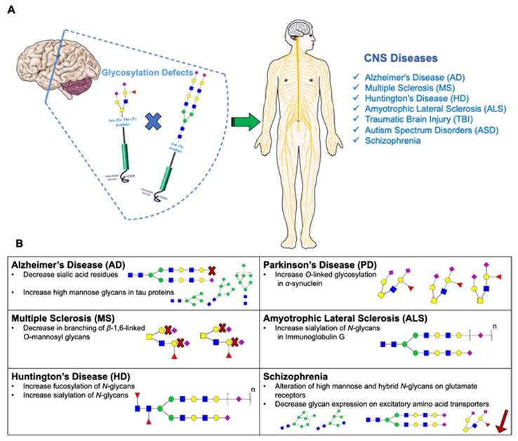 Correlation between glycosylation changes and CNS diseases