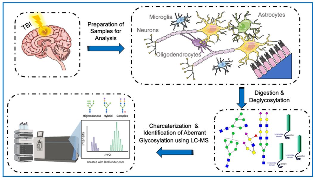 An overview of the after-effects of TBI on the neurological components of the brain, ultimately leading to aberrant glycosylation as shown by MS-based glycoproteomics