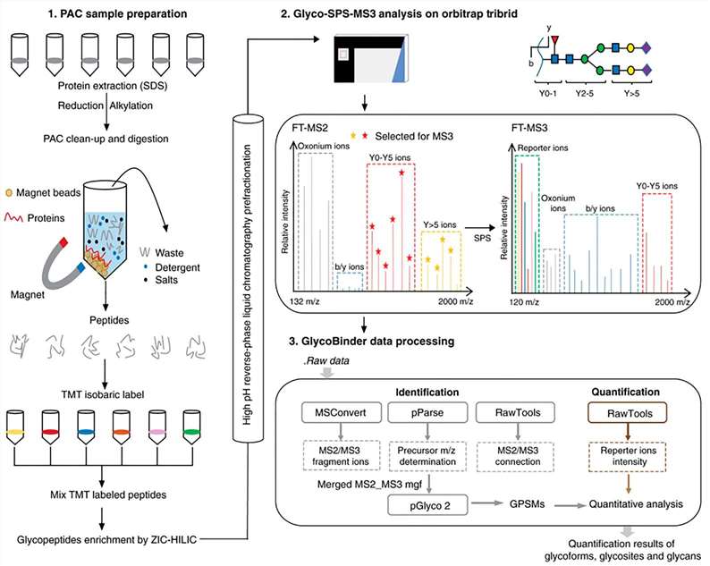 Glycopeptide analysis