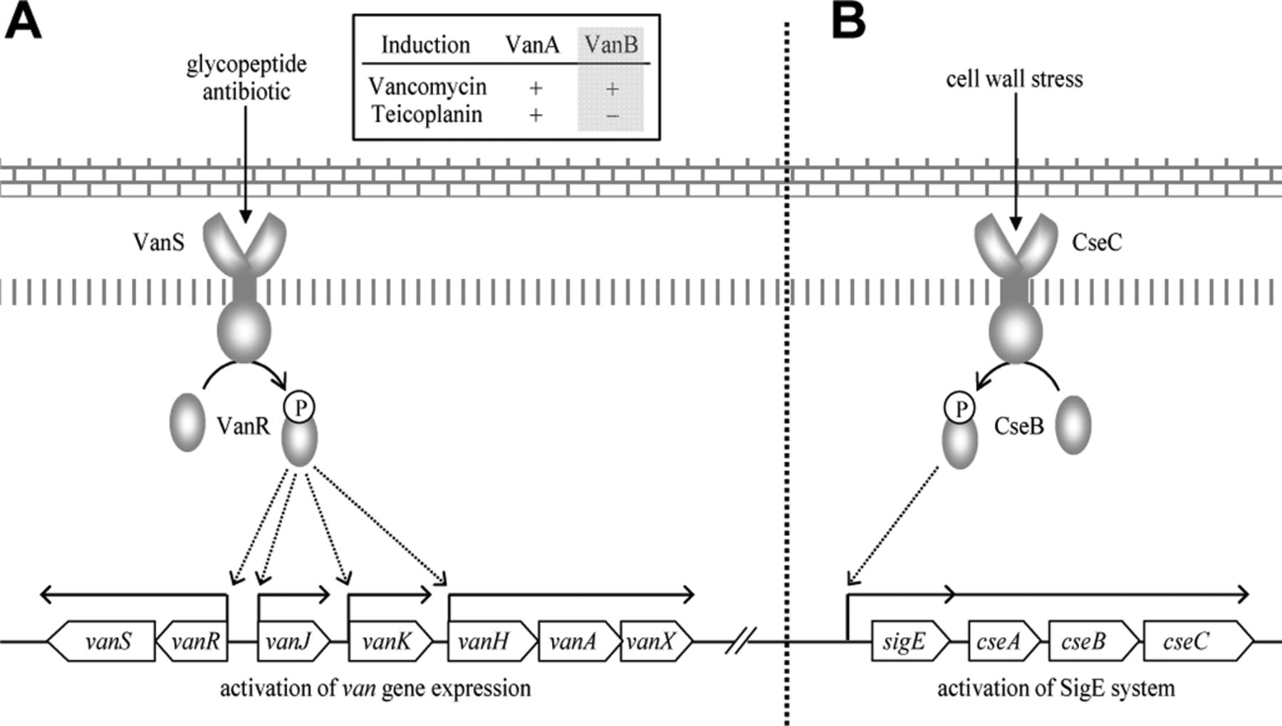 Organization and regulation of the vancomycin resistance system