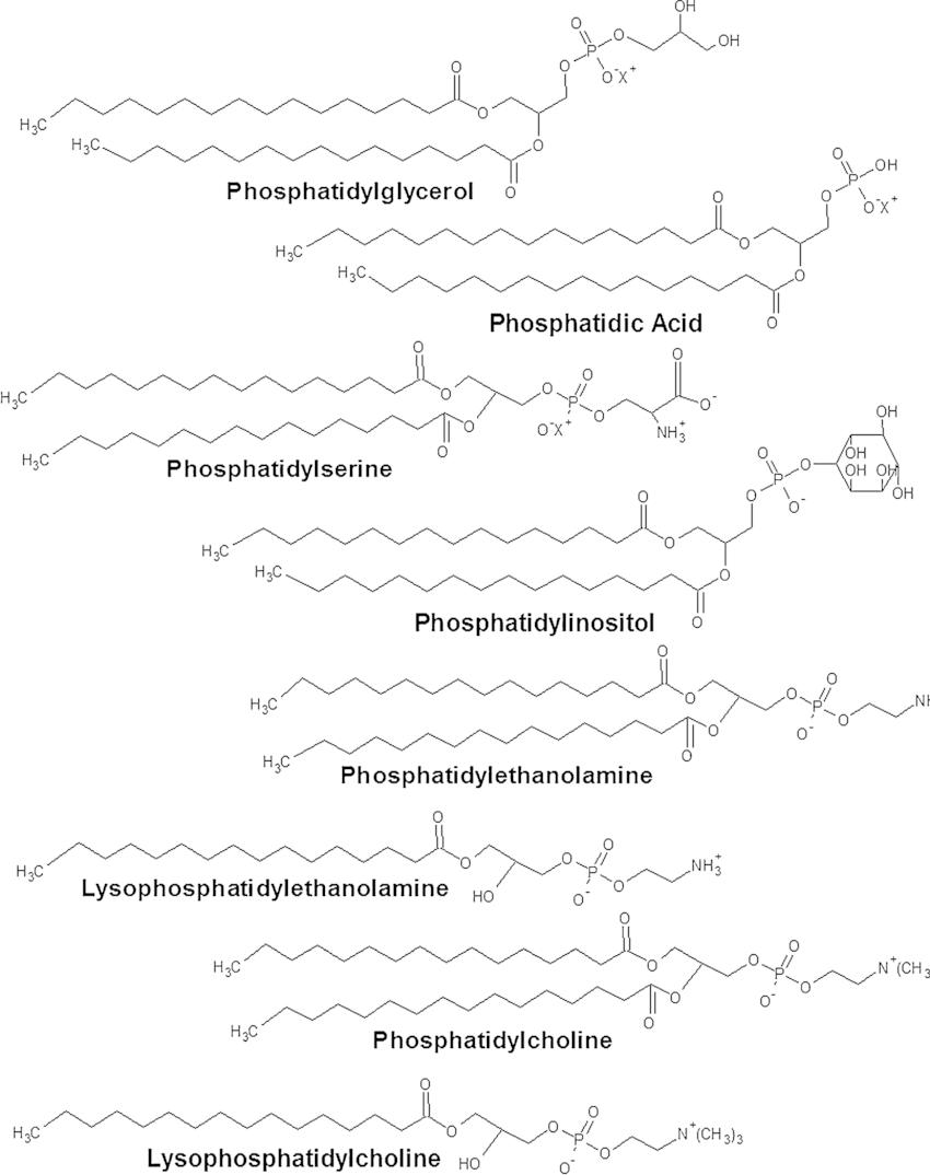 Structures of the major classes of glycerophospholipids