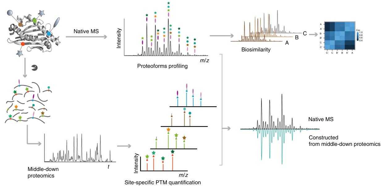 Schematic workflow of the hybrid MS approaches for the structural analysis of protein heterogeneity