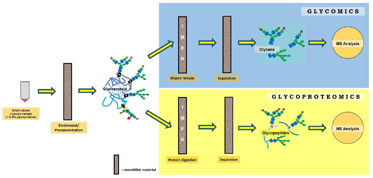 Glycoprotein Separation and Purification: Techniques and Applications