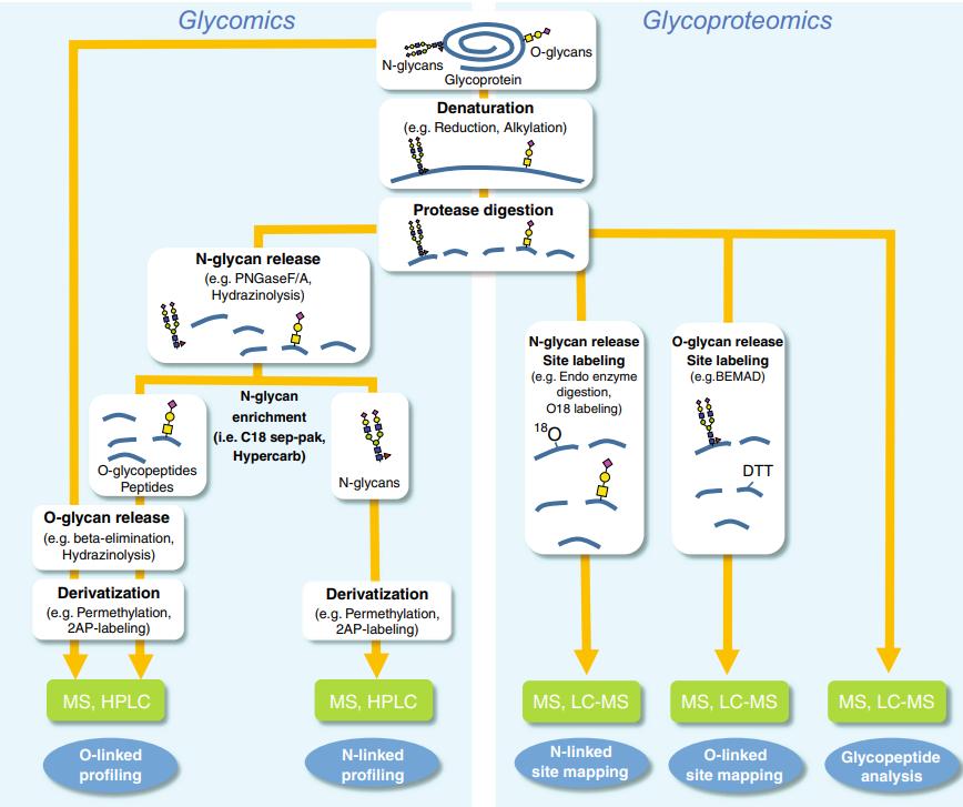 General workflows for glycomics and glycoproteomics analysis