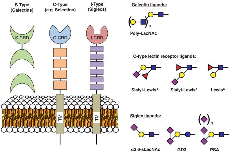 Lectins in the immune system and relevant carbohydrate ligands