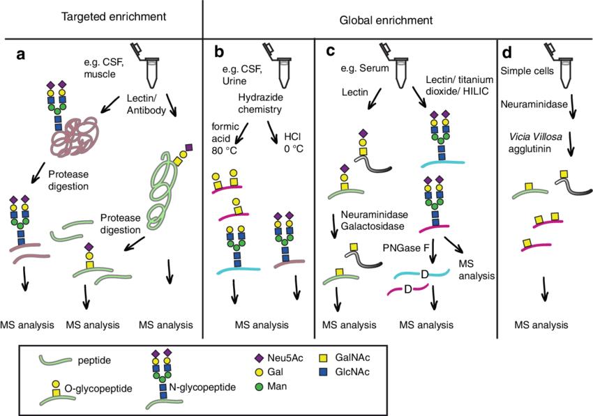 Schematic view of glycoproteomics methods for targeted and global enrichment of glycoproteins and glycopeptides