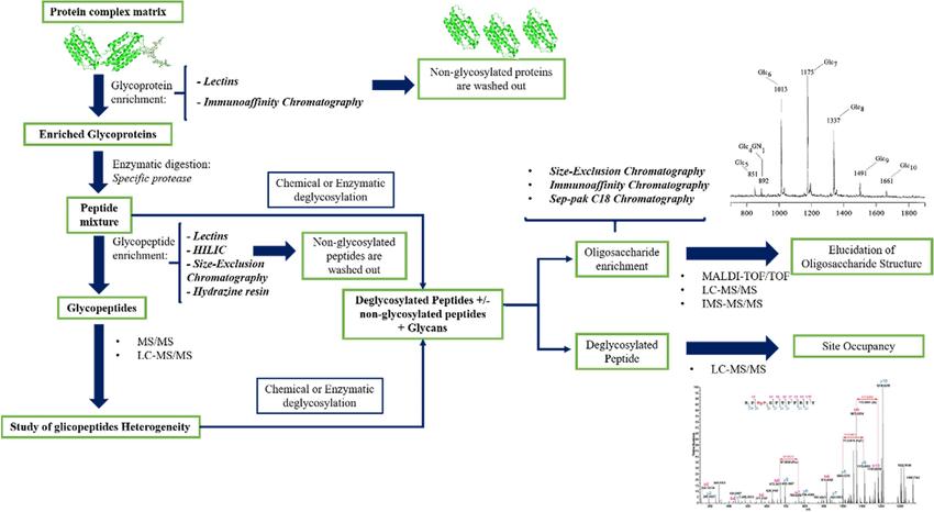 Workflow currently for mass spectrometry (MS)-based glycoproteomics approach