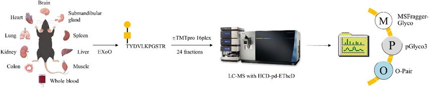 Glycosylation and Phosphorylation Dynamics in Hepatoblastoma and Mouse Tissues