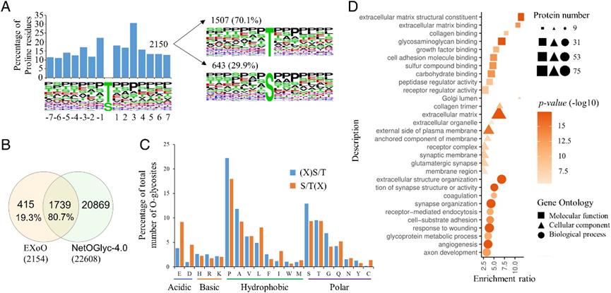 Tissue-specific regulation of O-glycosylation revealed by integrating glycoproteomics and proteomics