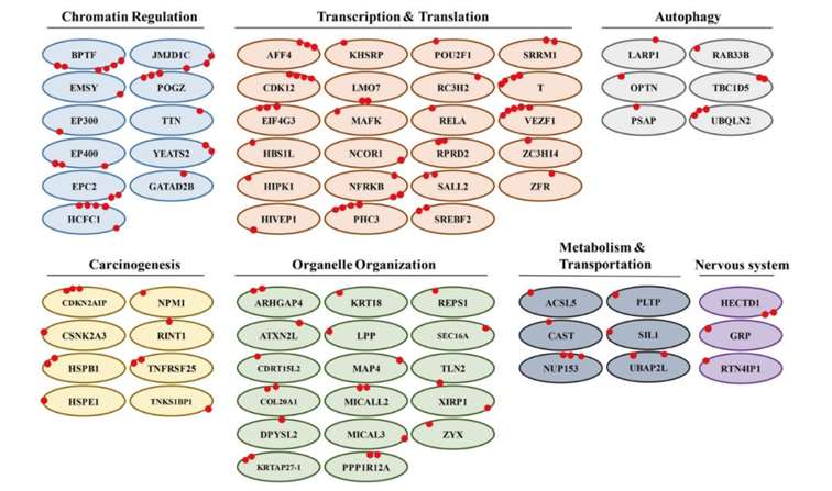 Types of glycosylated proteins and the molecular biological processes they are involved in