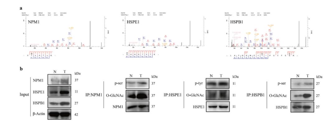 MS/MS modification spectra of three proteins, NPM1/HSPE1/HSPB1, and IP-WB modification validation results