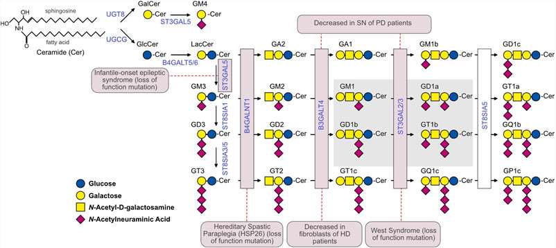 GM4 Ganglioside: Structure, Synthesis, Functions and Disease Implications