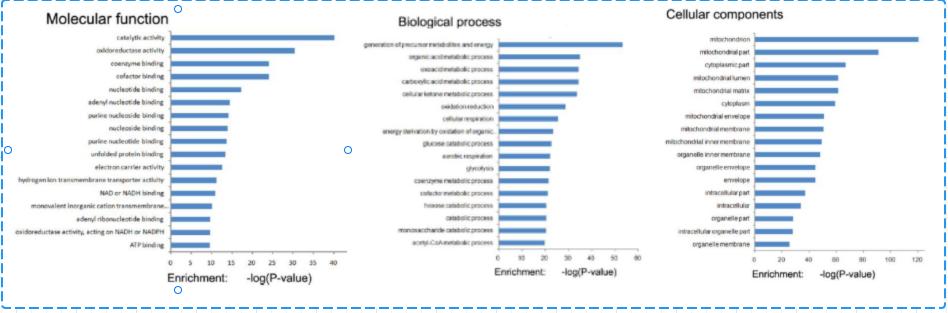 GO Enrichment Analysis Service