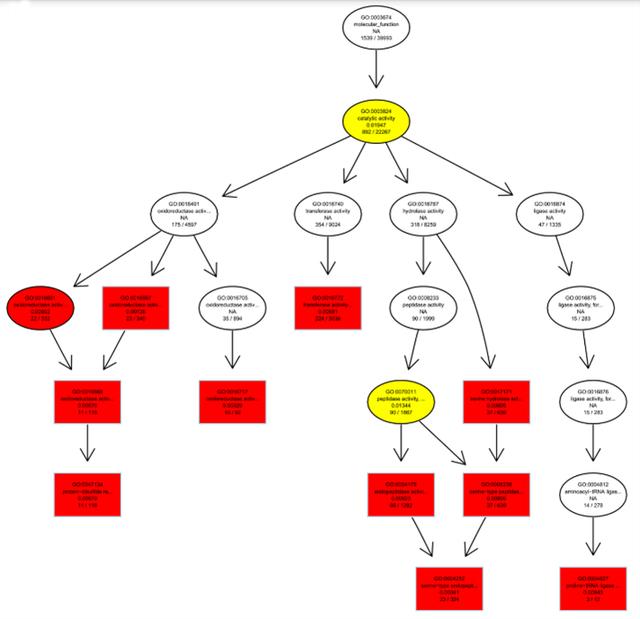 Directed Acyclic Graph (DAG)