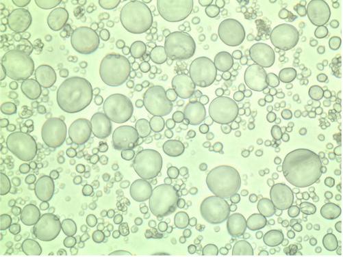 Figure 1. Light microscopic image of purified starch granules