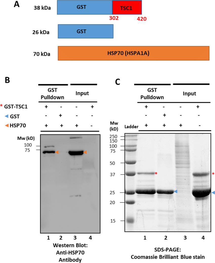 GST pull-down assay showing interaction of GST-TSC1 and HSP70.