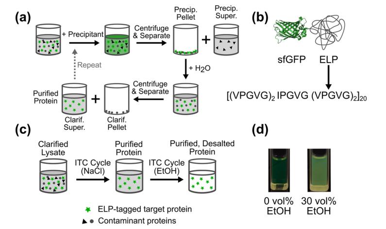 Diagrams and images illustrating the purification and desalting process for ELP-tagged proteins, including a precipitation cycle, ELP-sfGFP model structure, process overview, and ethanol-induced precipitation at 4°C.