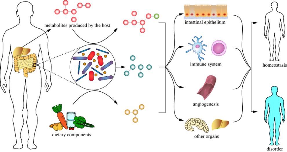 Figure 1. The Influence of Gut Microbiota Metabolic Products on Host Homeostasis.