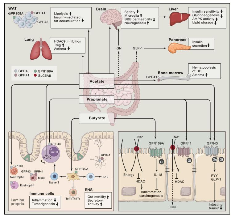 Figure 2. The Production and Mechanism of Action of Short-Chain Fatty Acids