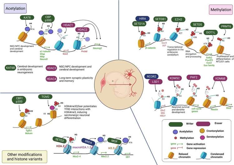 Histone modifications during embryonic neurogenesis