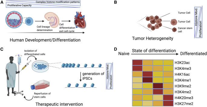 Histone Modifications in Development and Therapeutic Intervention