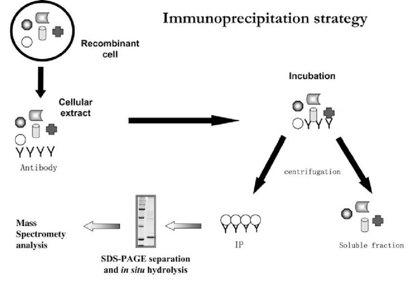 Outline of the immunoprecipitation strategy