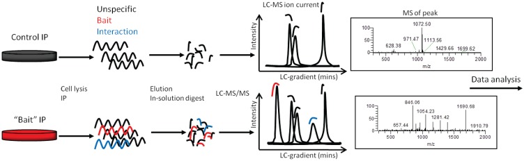 Workflow of the immunoprecipitation (lP) in-solution digestion protocol described