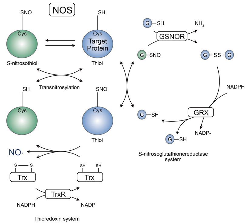 Nitrosylation and denitrosylation