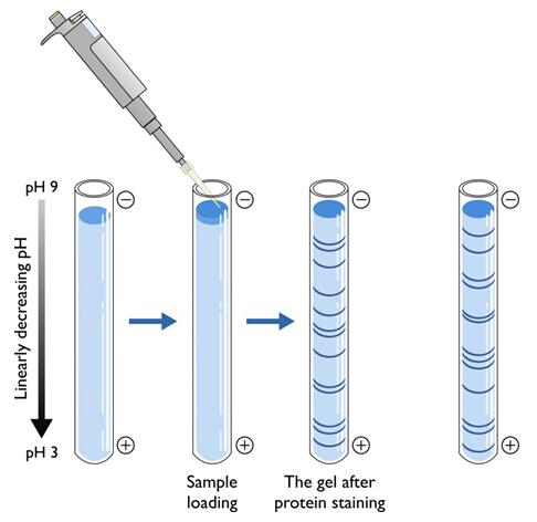 Isoelectric Point (pI) Analysis Service