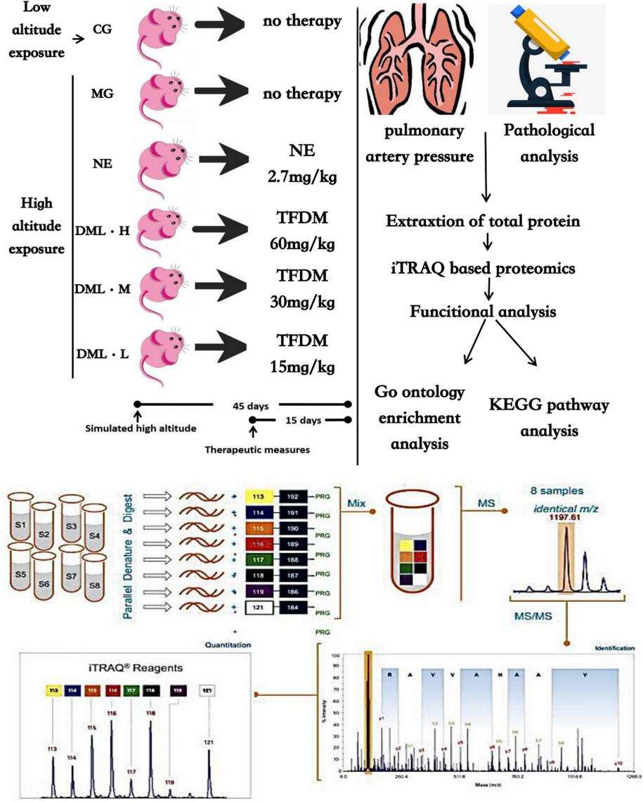 iTRAQ in Proteomics: Principles, Differences, and Applications