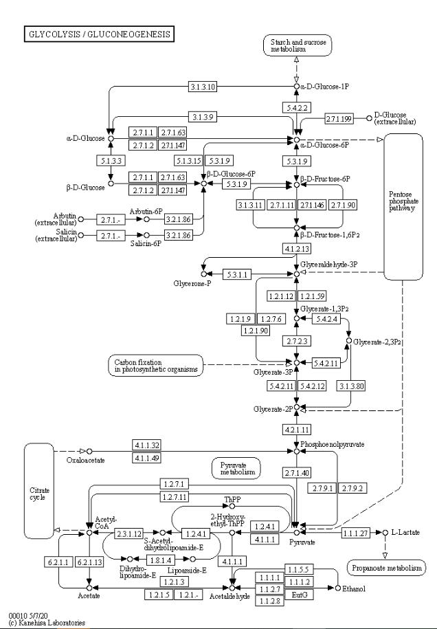 KEGG Annotation Analysis Service